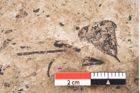 Foto (Detailansicht) von Araucaria sternbergii Goeppert (NHMW-GEO-2024-0188-8279)